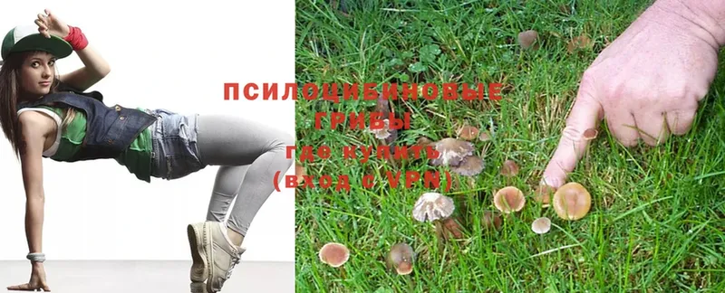 Галлюциногенные грибы MAGIC MUSHROOMS  где продают   Кола 